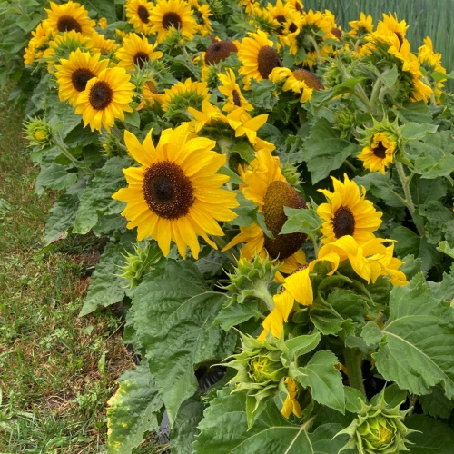 Sunflower Seeds - Microsun Yellow